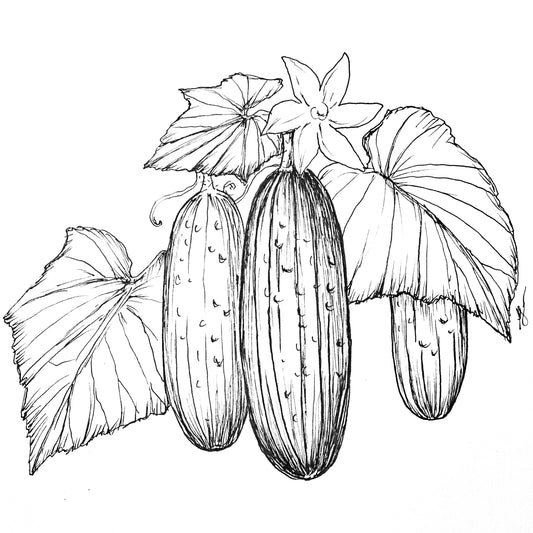 Cucumber 'Burpless' 25 Treated Seeds