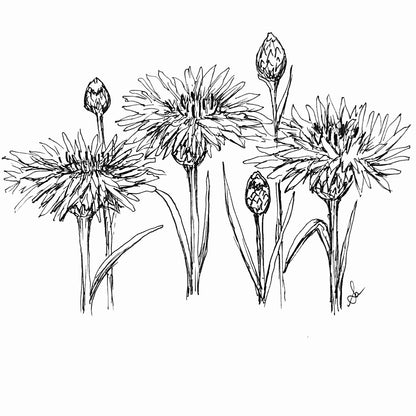 Cornflower 'Double Pink Ball' Seeds