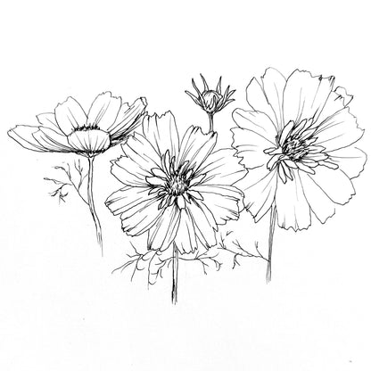 Cosmos 'Psyche Double' Mix Seeds