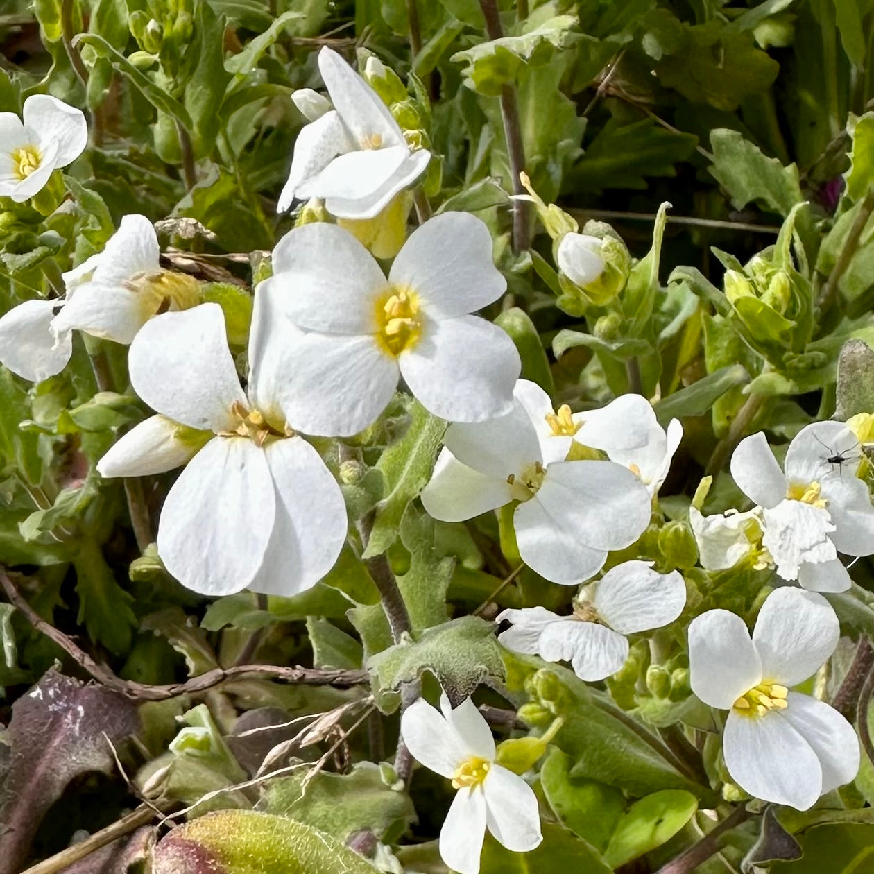 Arabis 'Snow Peak' Seeds