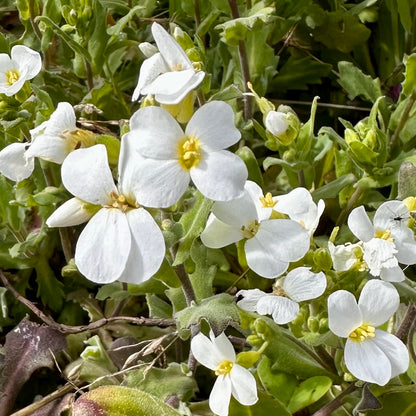 Arabis 'Snow Peak' Seeds