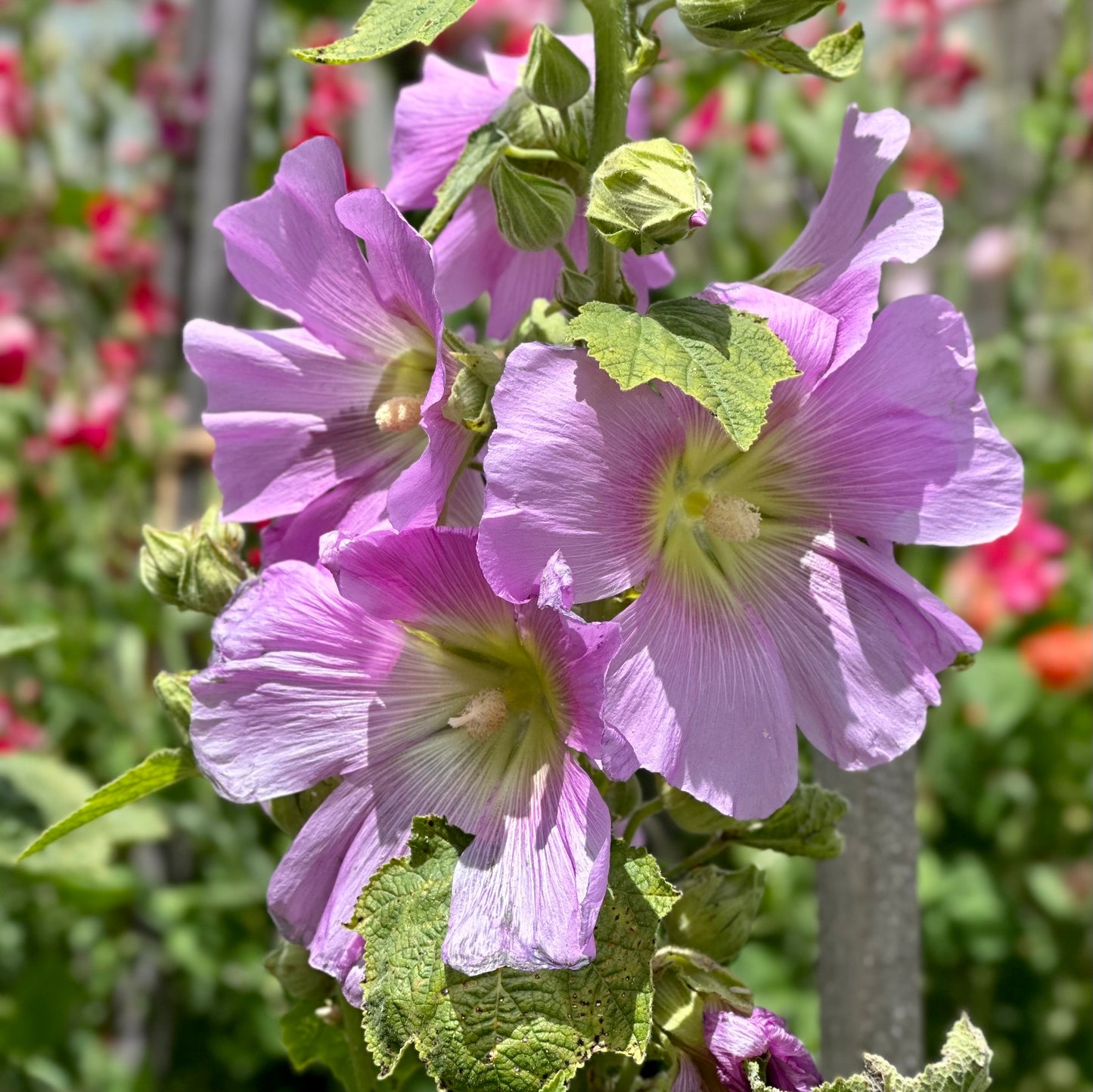 Hollyhock 'Lilac Mix’ Seeds