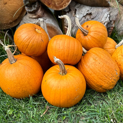 Pumpkin ‘Small Sugar’ Seeds