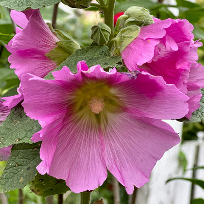 Hollyhock 'Lilac Mix’ Seeds