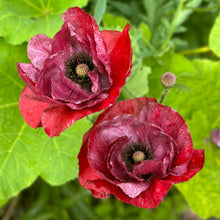 Load image into Gallery viewer, Shirley Poppy ‘Pandora’ Seeds
