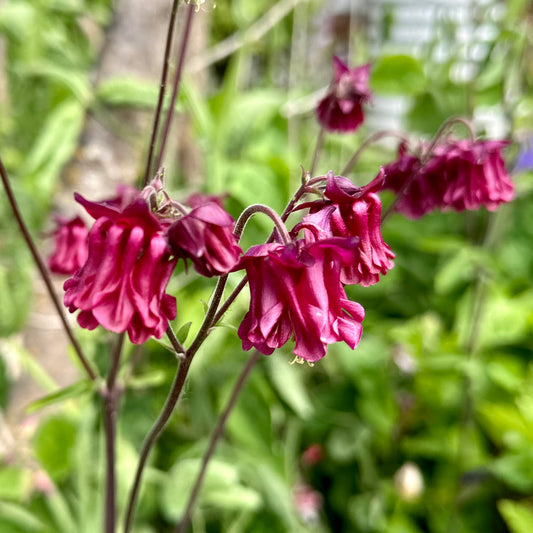 Aquilegia Small Double Mix 'Pink Shades'