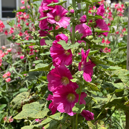 Hollyhock 'Fandango' Seeds