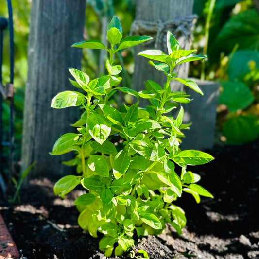 Basil ‘Green Jewel’ Seeds