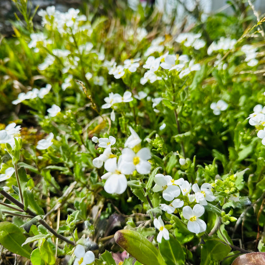 Arabis 'Snow Peak' Seeds