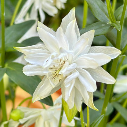 Aquilegia Stellata ‘White Stars’ seeds