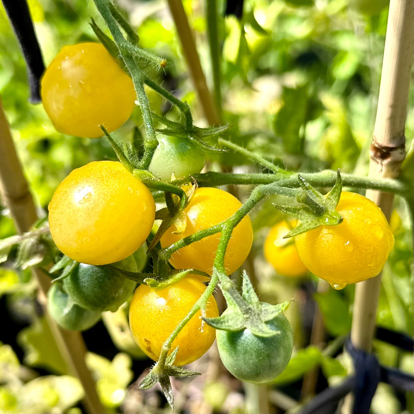 Tomato 'Ice' Seeds