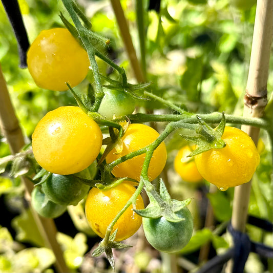 Tomato 'Ice' Seeds