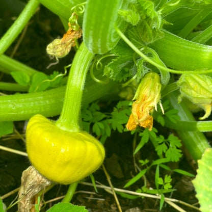Squash ‘Tri-colour heirloom mix’ Seeds