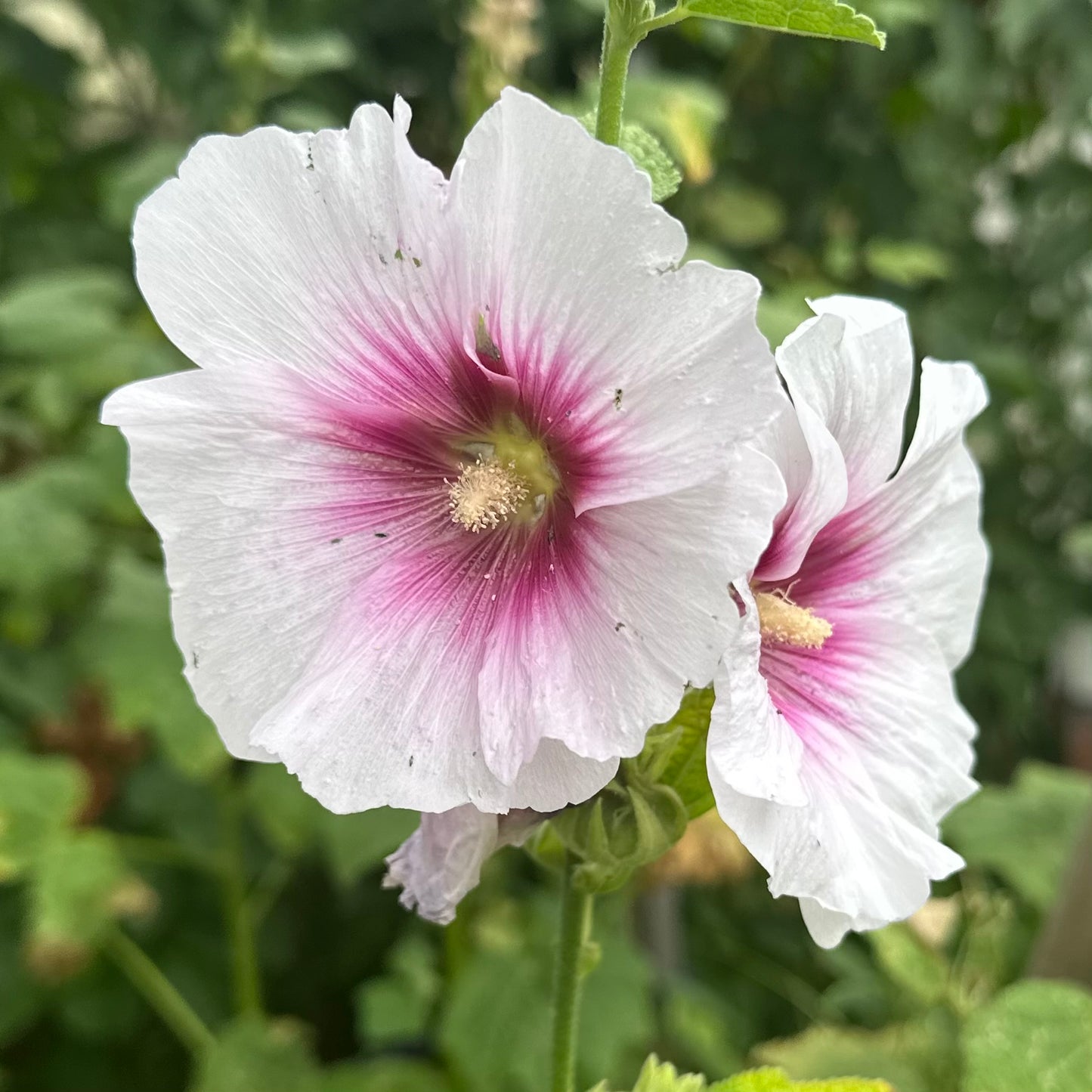 Hollyhock 'Blackberry Halo' Seeds