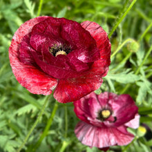 Load image into Gallery viewer, Shirley Poppy ‘Pandora’ Seeds

