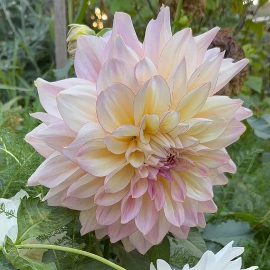 Dahlia - Kotara - Tuber