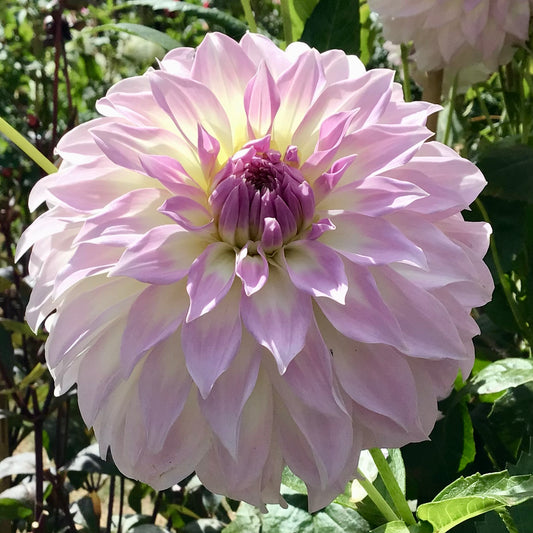 Dahlia - Anne's Delight - Tuber