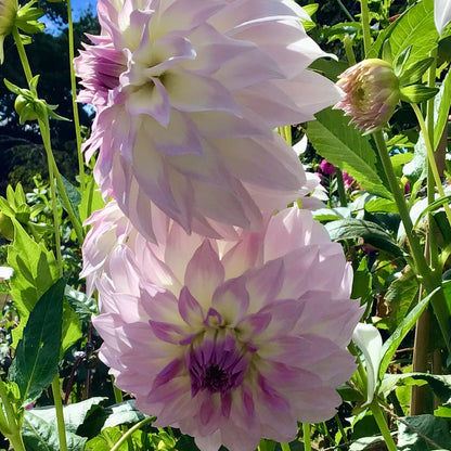 Dahlia - Anne's Delight - Tuber