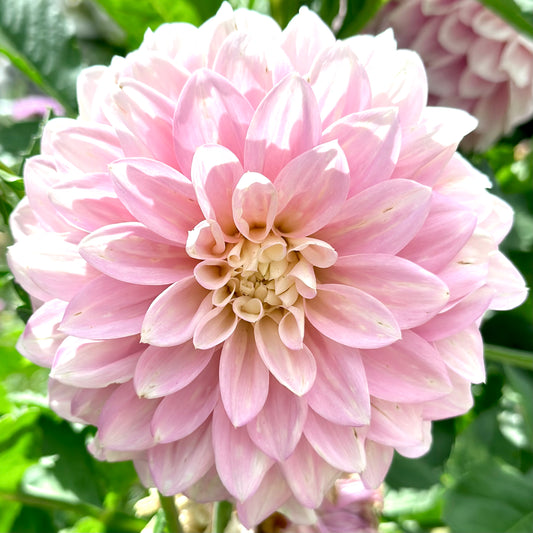 Dahlia - Cinderella - Tuber