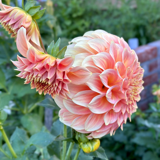 Dahlia - Salmon Joy - Tuber
