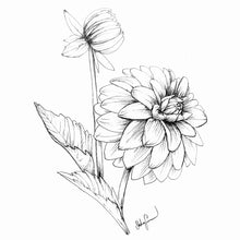 Load image into Gallery viewer, Dahlia &#39;Large Decorative Mix’ Seeds
