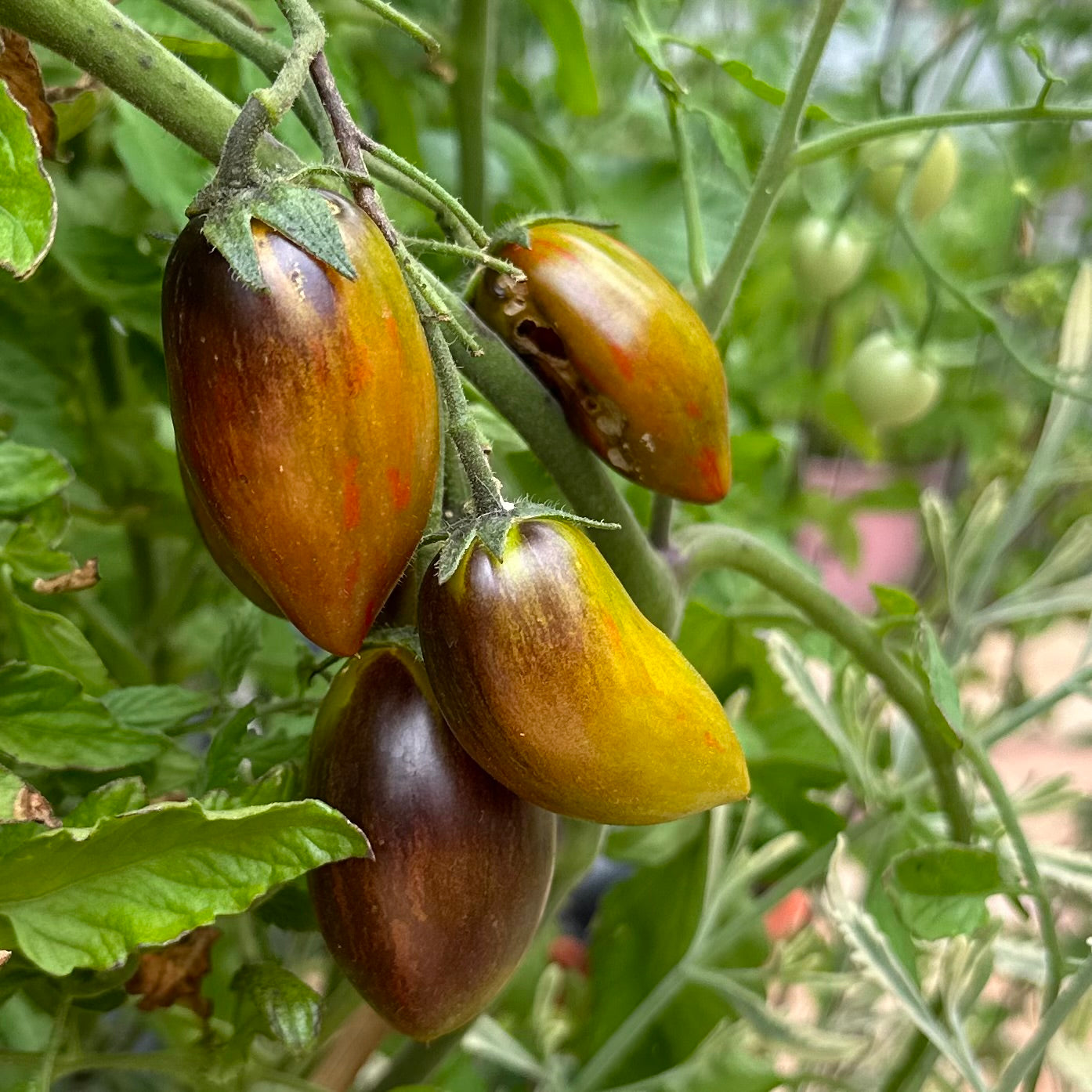 Tomato 'Cosmic Purple’ 25 Seeds COMING SOON
