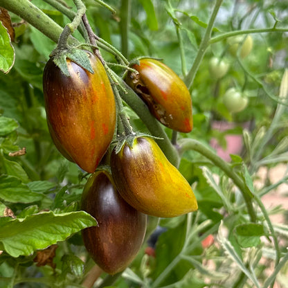 Tomato 'Cosmic Purple’ 25 Seeds COMING SOON