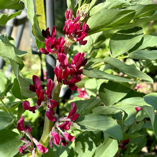 Broad Bean 'Crimson Flowered' Seeds