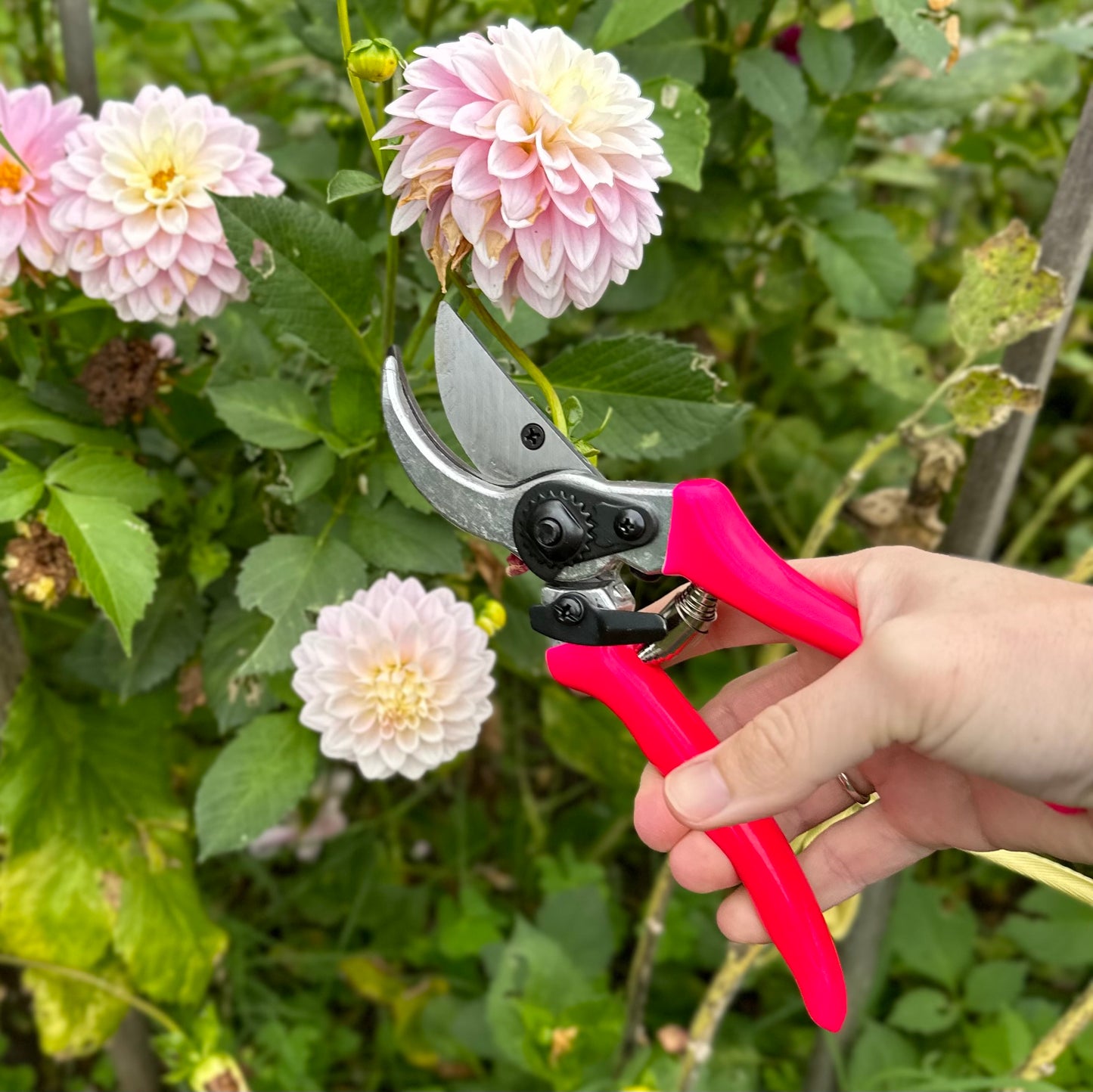 Florabrite Pink Bypass Secateur