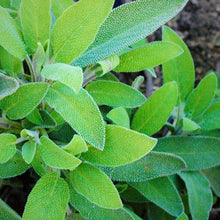 Load image into Gallery viewer, Sage Seeds
