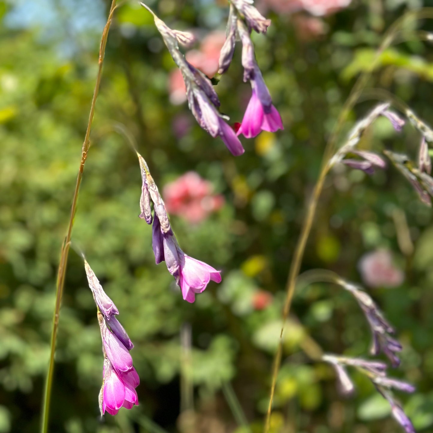 Potted Fairy Fishing Rod - Ballarat Only