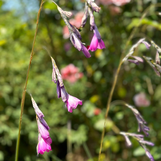 Potted Fairy Fishing Rod - Ballarat Only