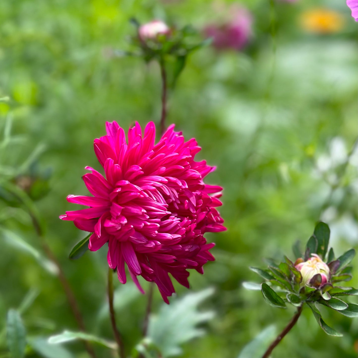 Aster 'Tall Peony Duchesse' Seeds