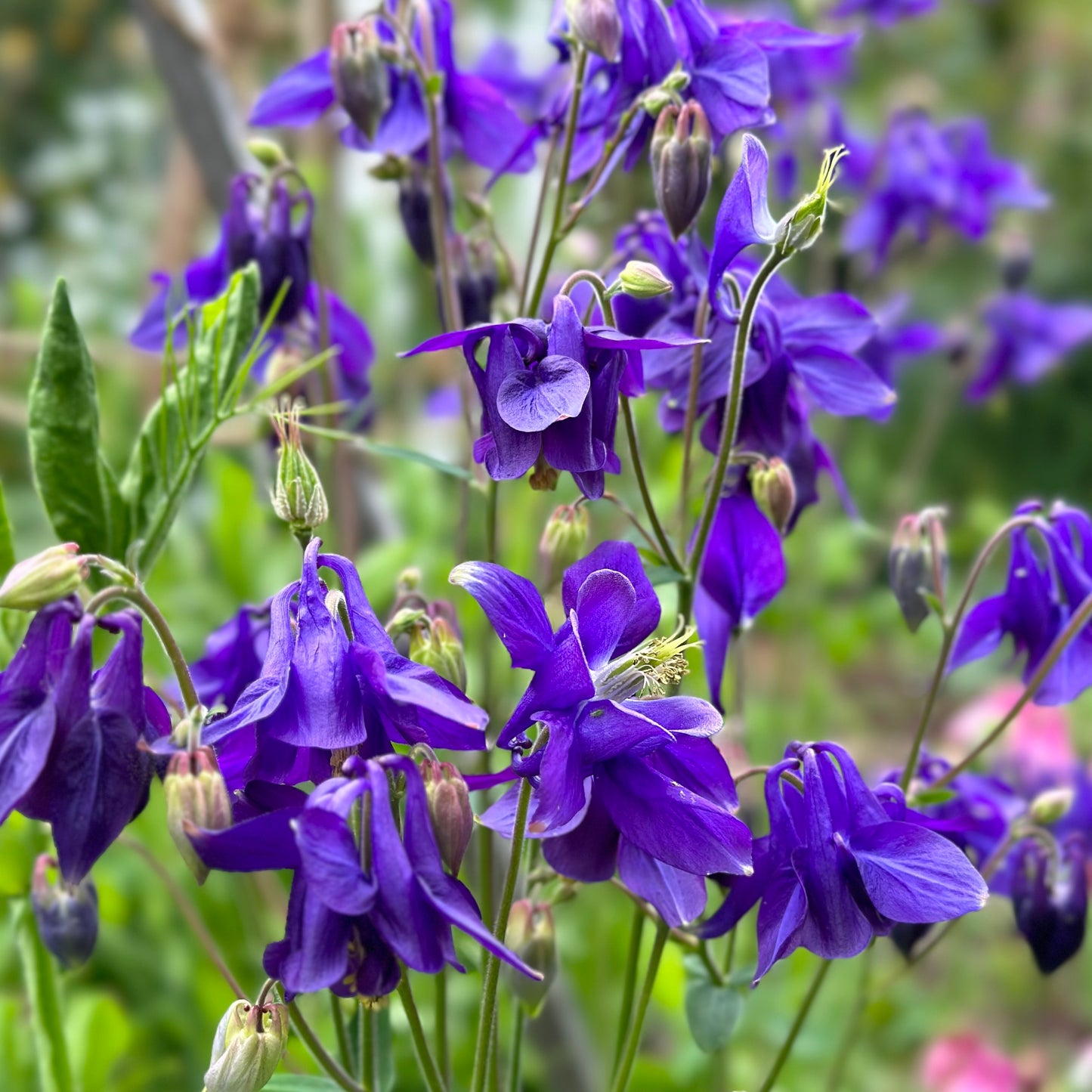 Aquilegia Purple King