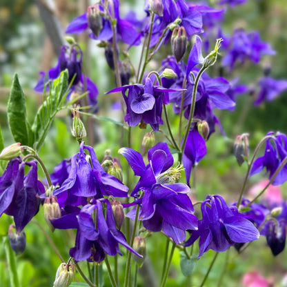 Aquilegia Purple King