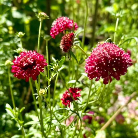 Pincushion Flower Scabiosa 'Beaujolais Bonnets' Seeds