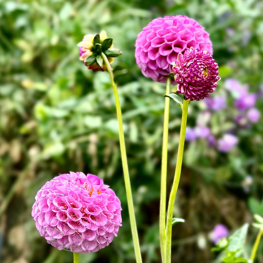 Dahlia - Pam - Tuber