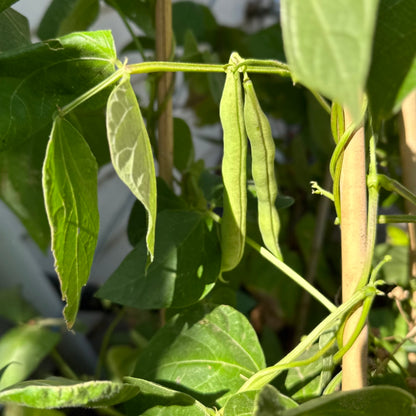 Climbing Bean ‘Jembo Polish Pole’ 40 Seeds