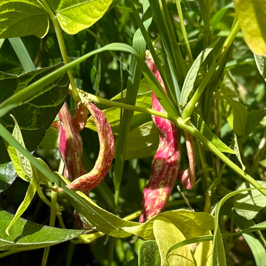 Borlotti Bean 'Red Rooster’ 40 Seeds