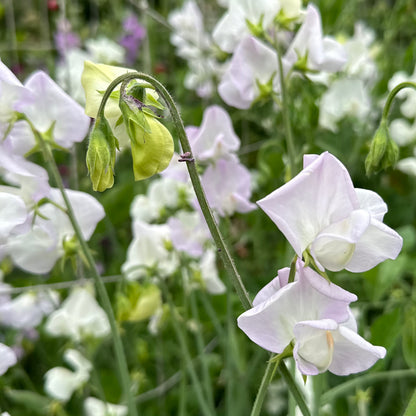 Sweet Pea ‘Arthur Hellyer’ Seeds