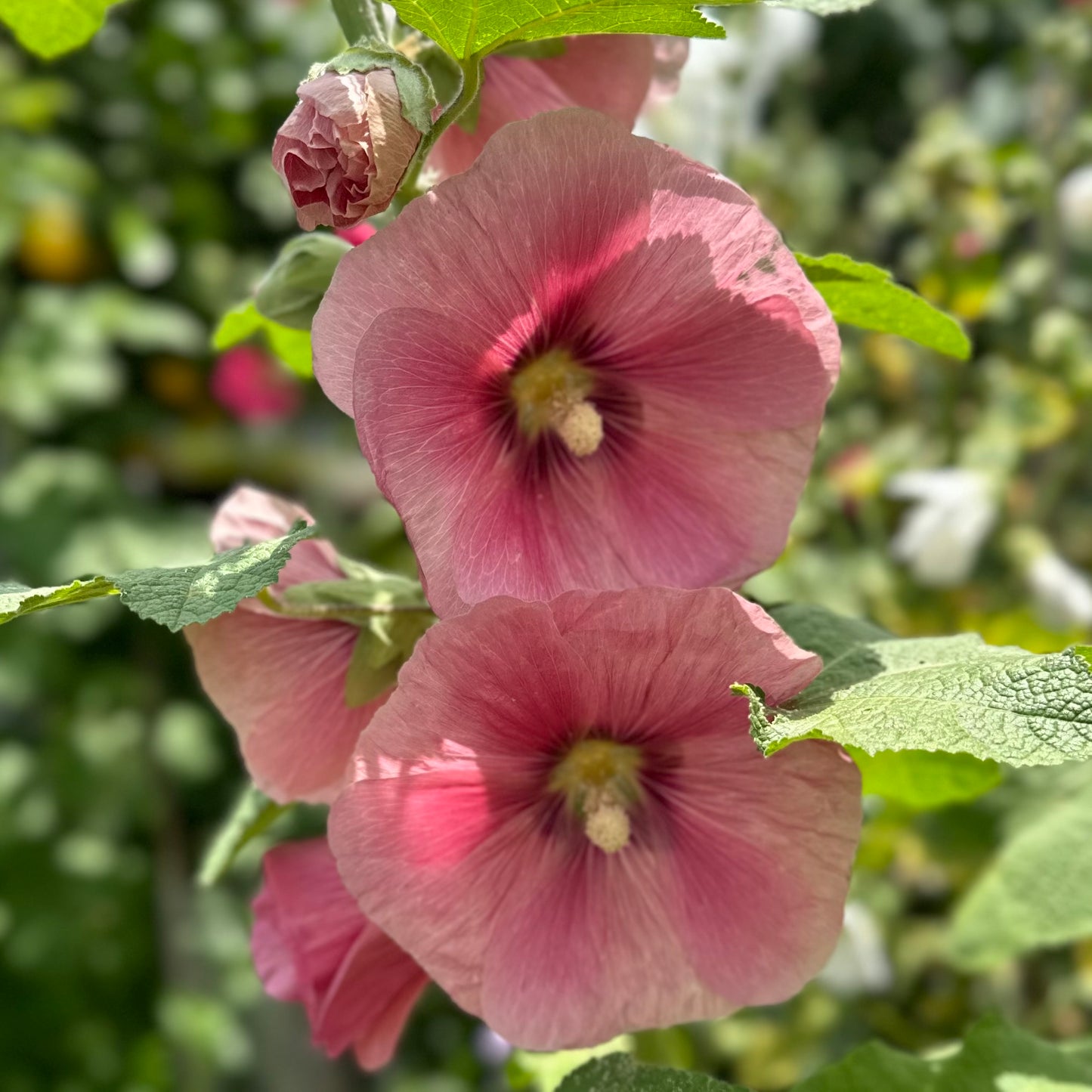 Hollyhock 'Peach’ Seeds