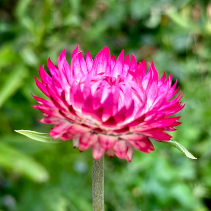Everlasting Daisy - Bright Rose Pink 100 Seeds