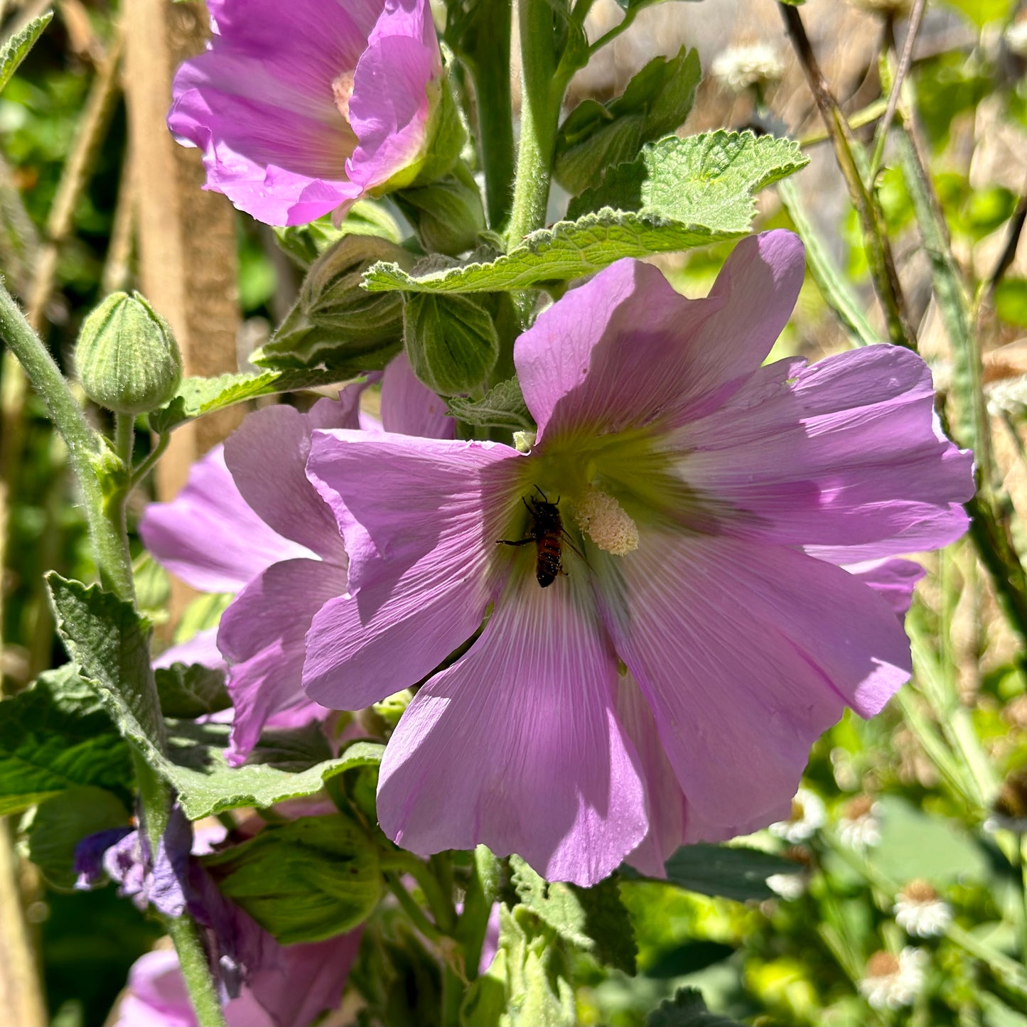 Hollyhock 'Lilac Mix’ Seeds