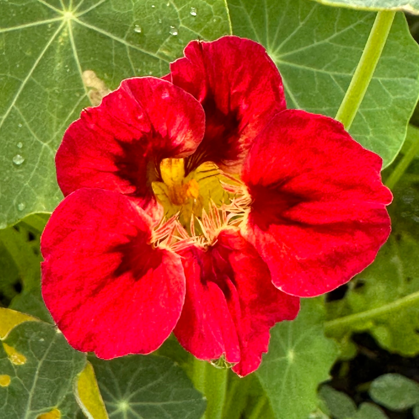 Nasturtium ‘Bloody Mary’ 12 Seeds