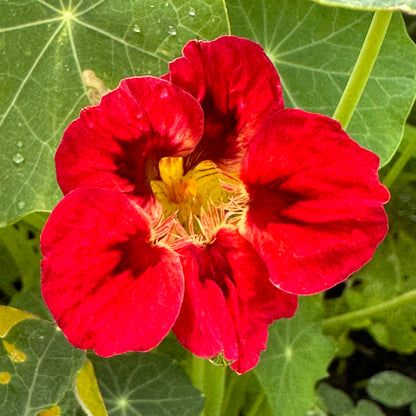 Nasturtium ‘Bloody Mary’ 12 Seeds
