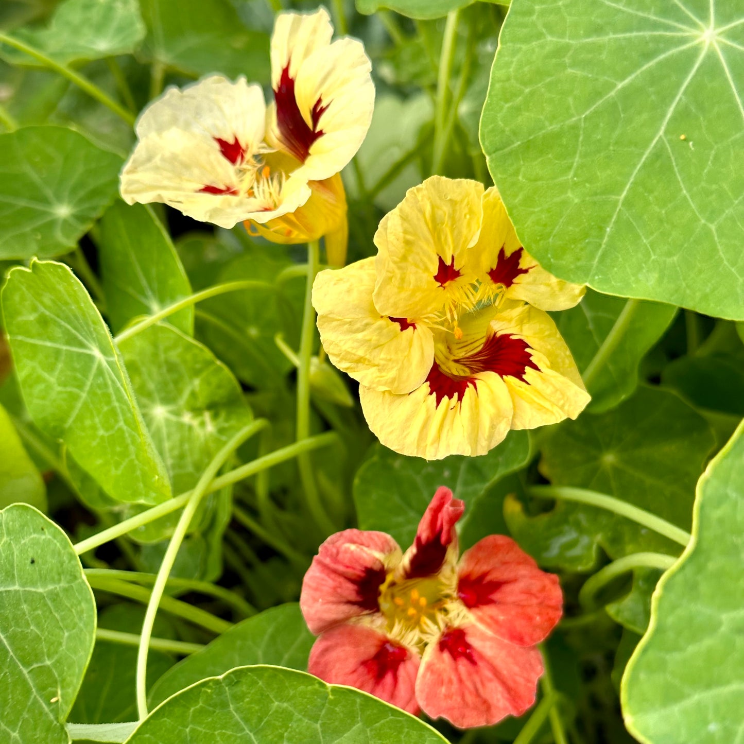 Nasturtium ‘Bloody Mary’ 12 Seeds