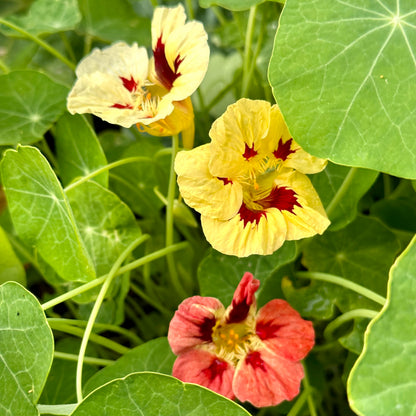 Nasturtium ‘Bloody Mary’ 12 Seeds