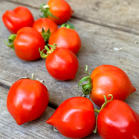 Tomato 'Geranium Kiss’ Seeds