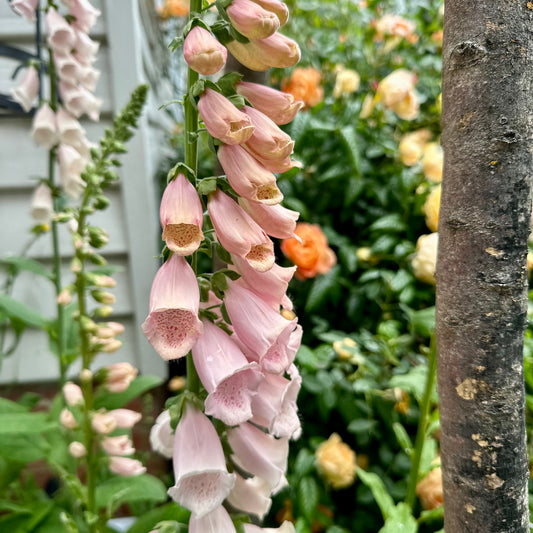 Foxglove 'Apricot Beauty' 500 Seeds