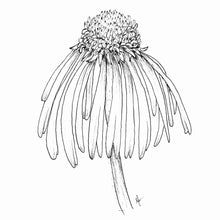 Load image into Gallery viewer, Echinacea Pallida ‘Hula Dancer’ Seeds
